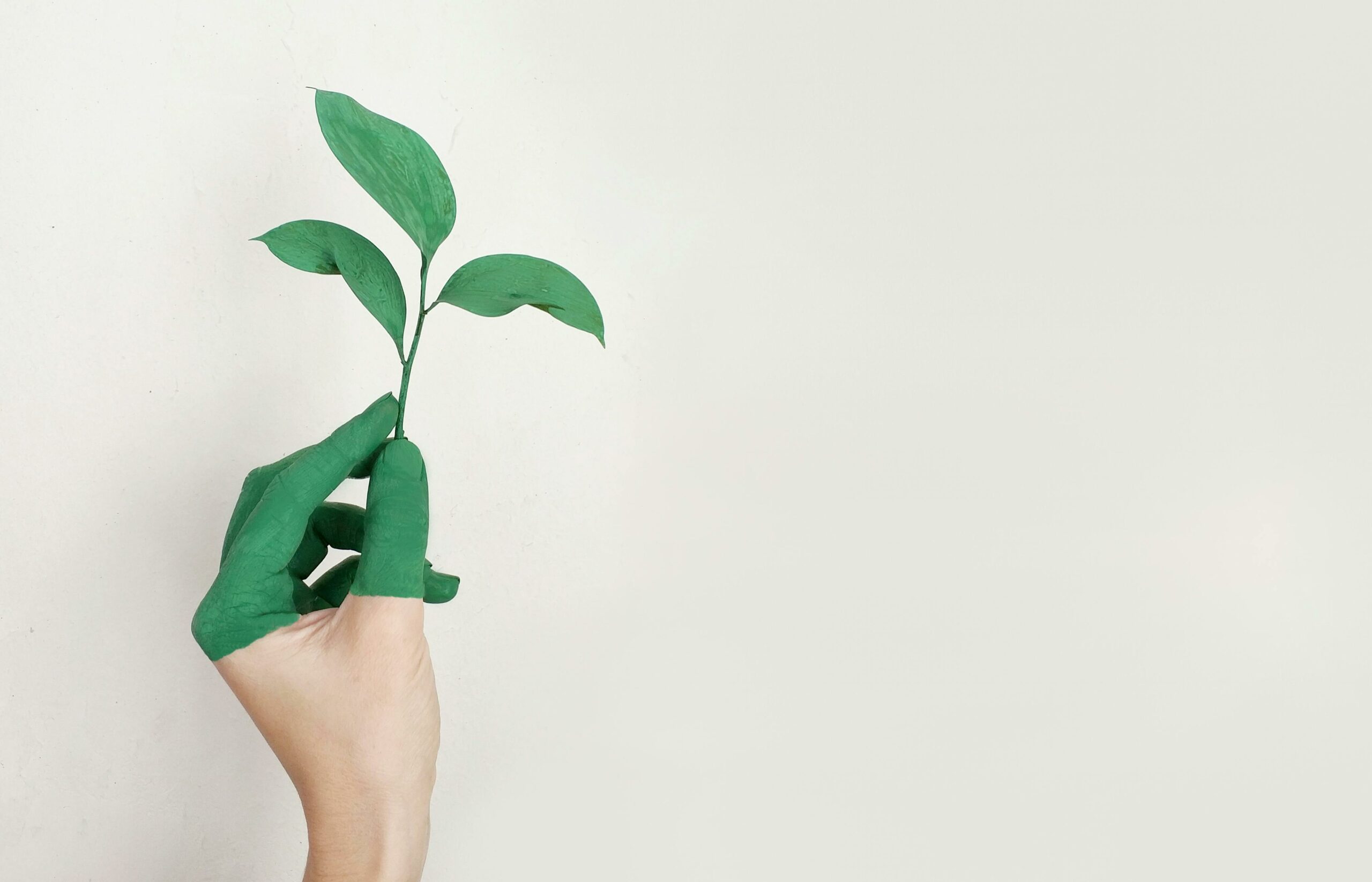 Eco-conception, main qui tient une plante verte symbole de l'écologie